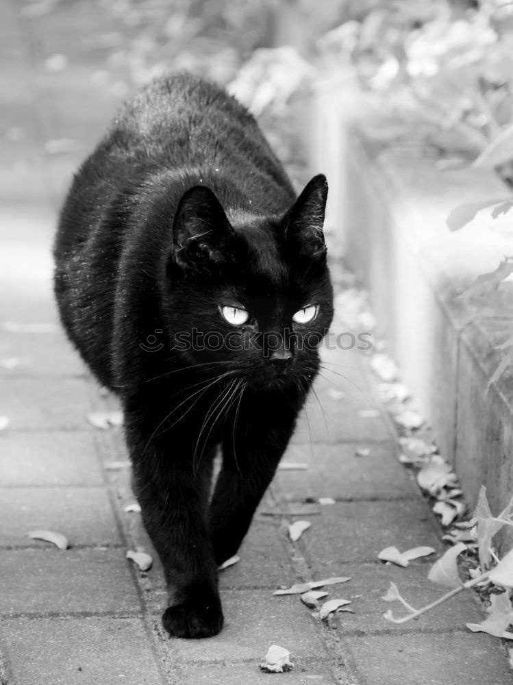 Similar – Black cat from the left