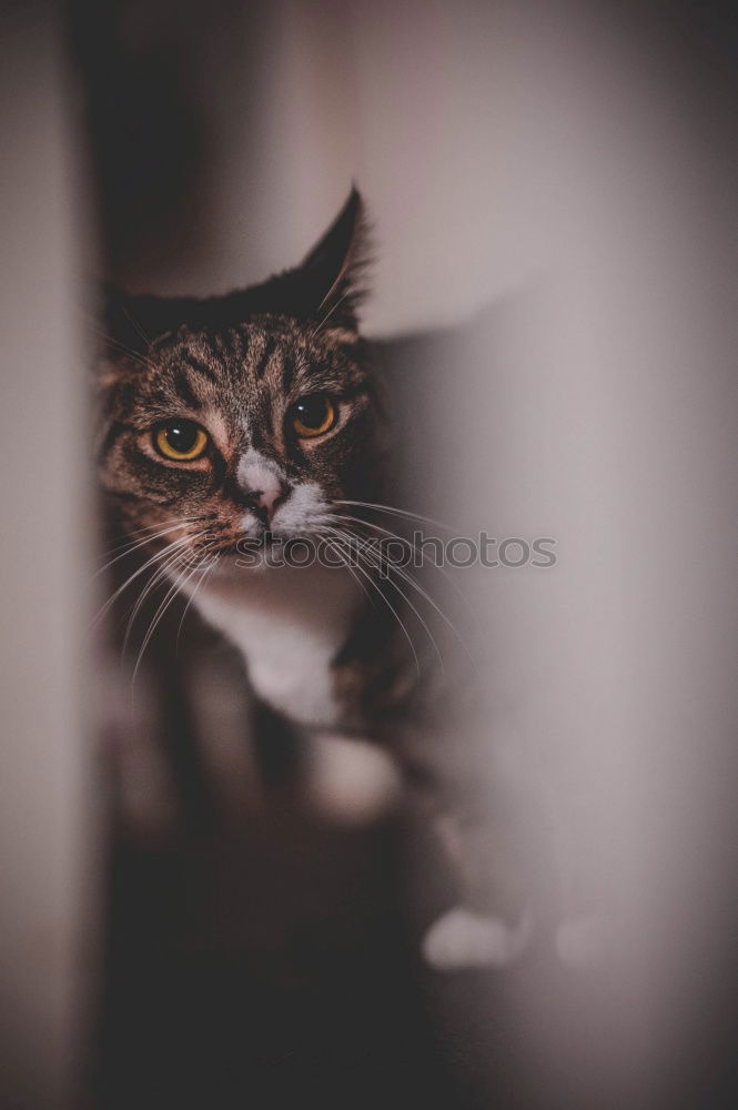 Image, Stock Photo Grim Cat Animal Pet