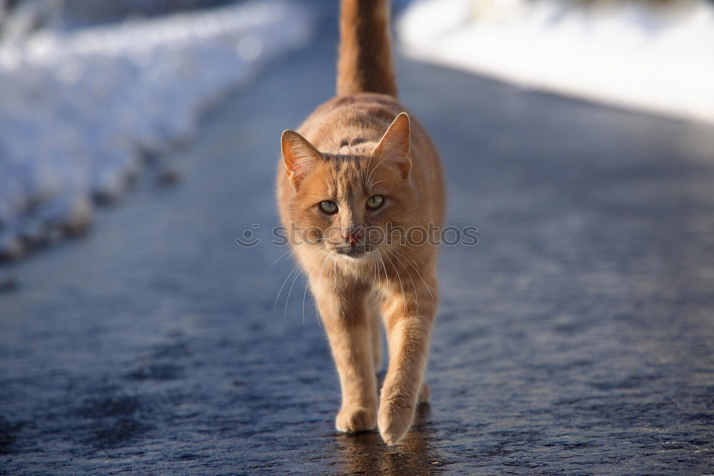 Image, Stock Photo Meow! Elegant Winter Ice