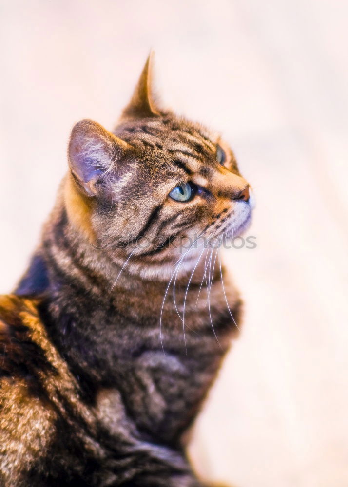 Similar – Image, Stock Photo Katze zwischen Blumen