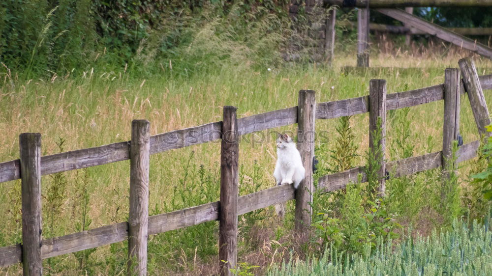 Similar – Image, Stock Photo Curious domestic cat walking on a wooden fence in the backyard