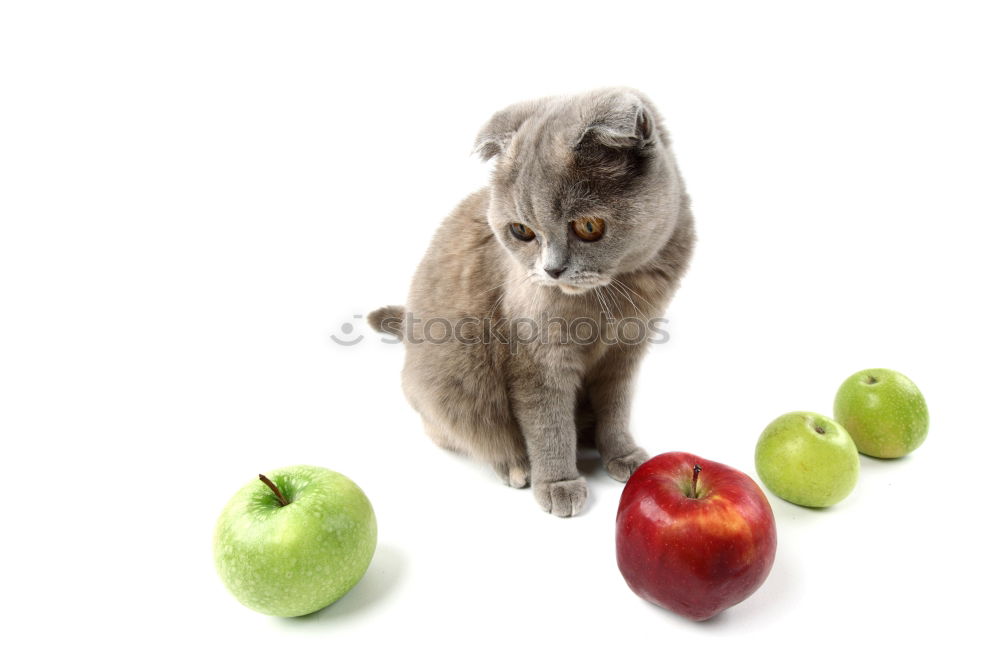 Image, Stock Photo Cat and pears Food Fruit