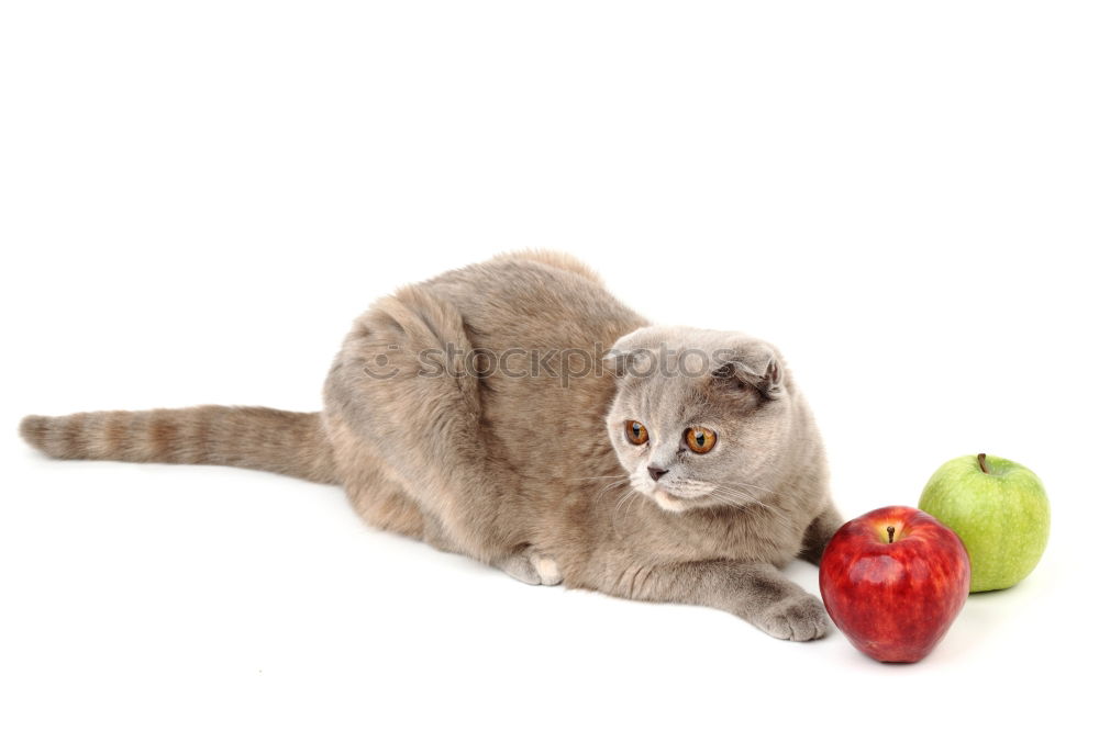 Similar – Image, Stock Photo Cat and pears Food Fruit