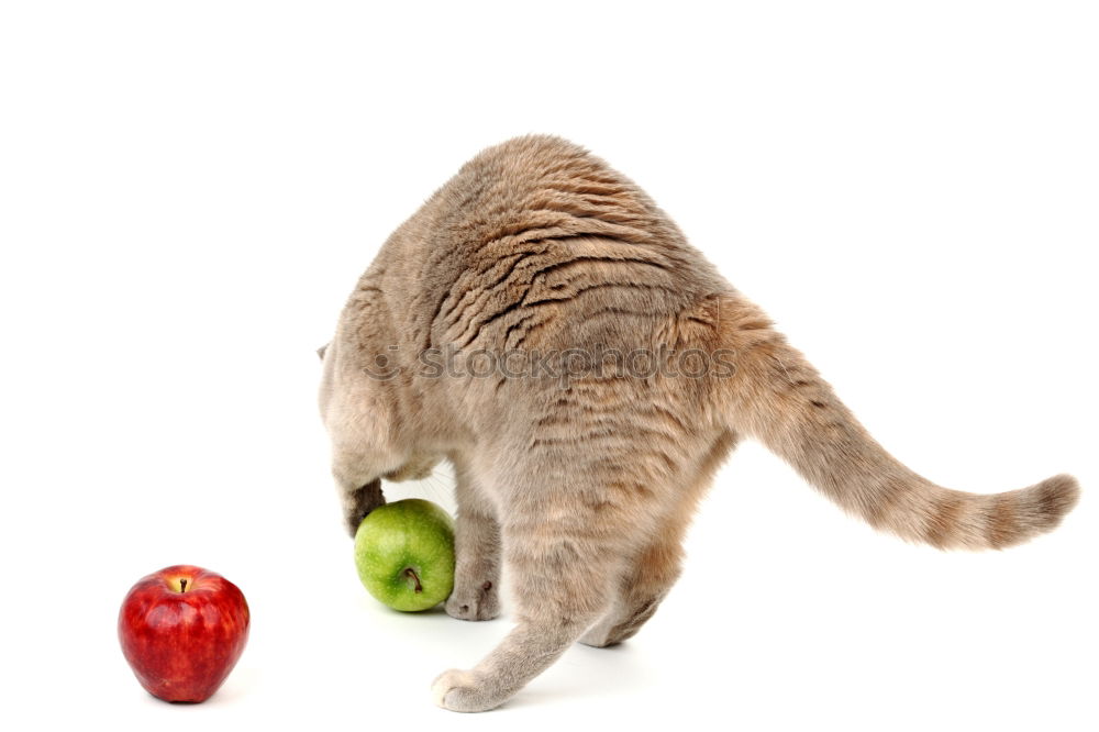 Similar – Image, Stock Photo Cat and pears Food Fruit