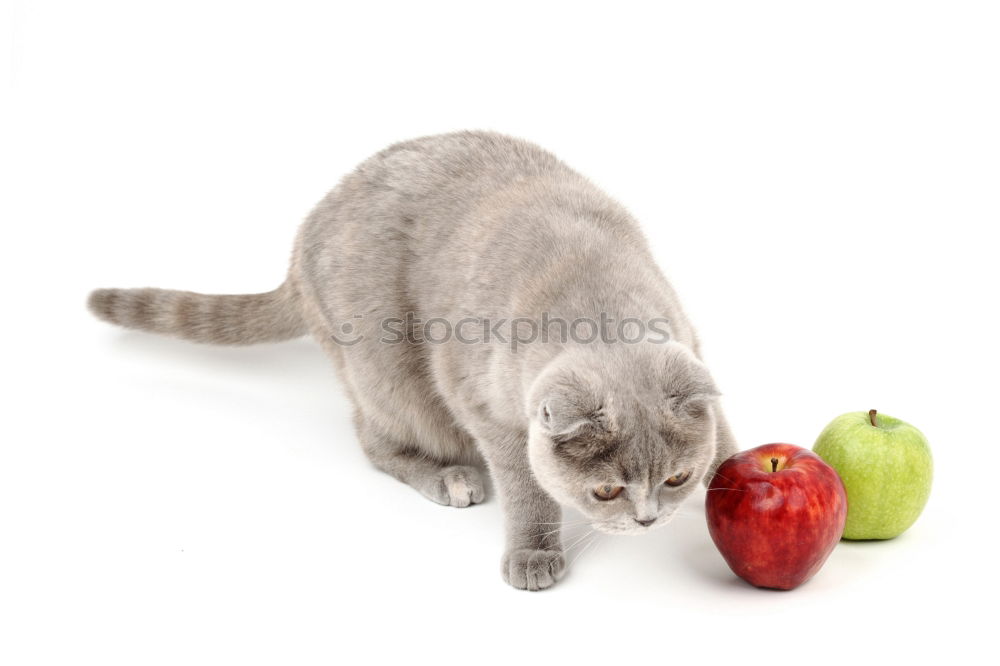 Similar – Image, Stock Photo Cat and pears Food Fruit