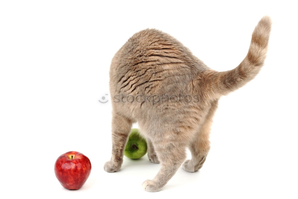 Similar – Image, Stock Photo Cat and pears Food Fruit