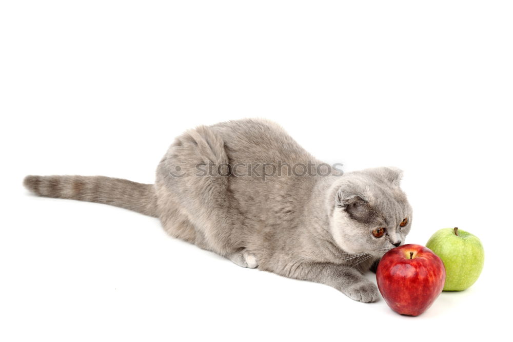 Similar – Image, Stock Photo Cat and pears Food Fruit