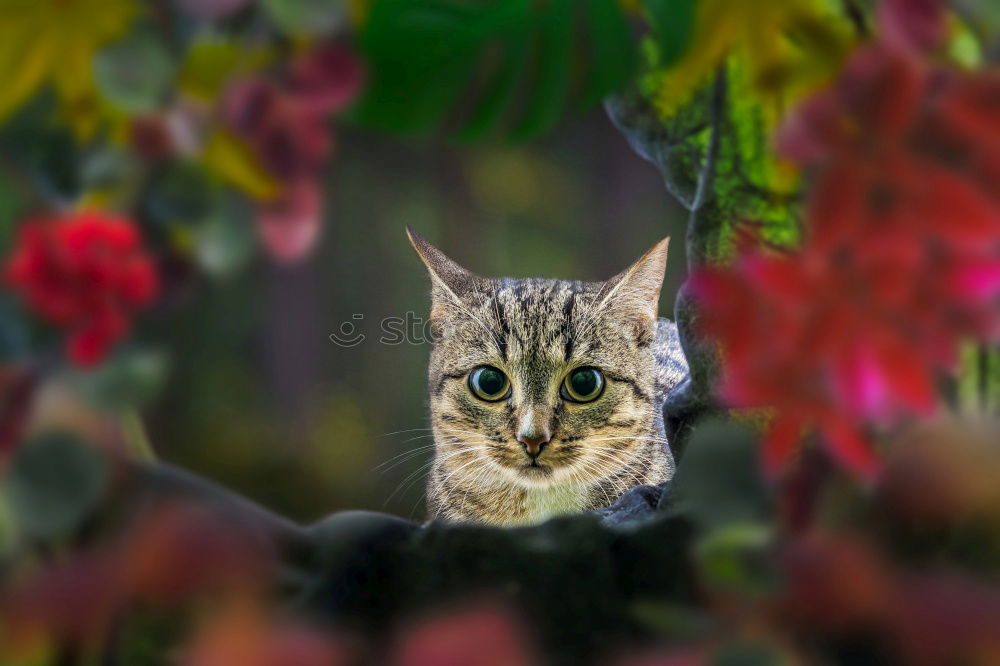 Image, Stock Photo For cat lovers Plant