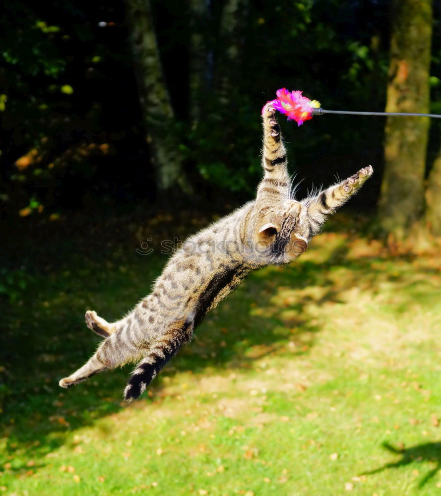 Similar – Image, Stock Photo My Vadda’s doing a somersault!