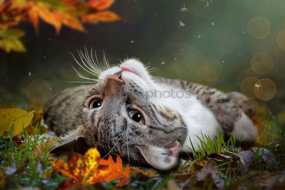 Similar – Image, Stock Photo Cat in the bush Bushes