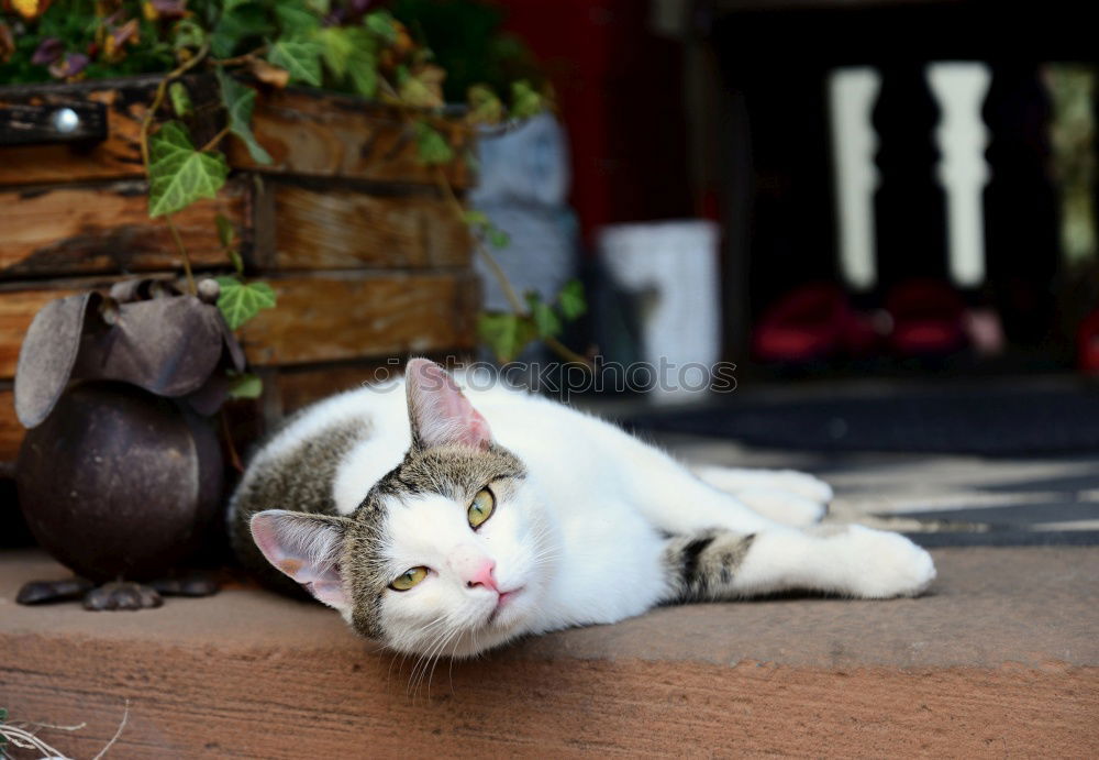 Similar – Image, Stock Photo Sleeping cat Relaxation