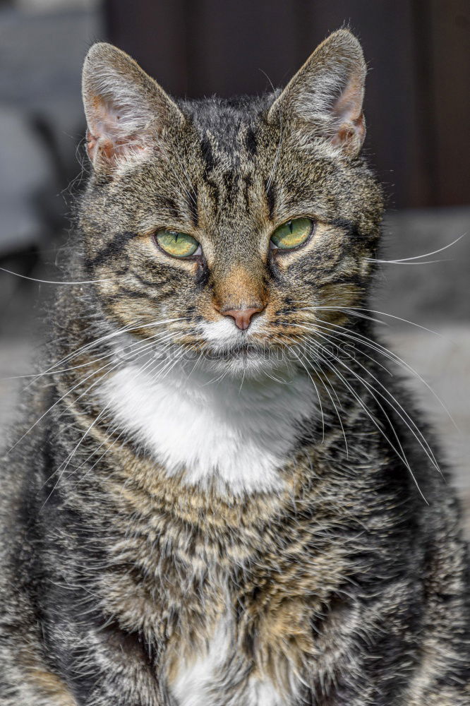 Similar – European wildcat portrait close up