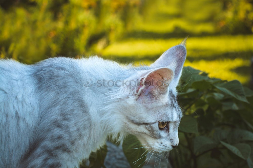 Similar – Image, Stock Photo Little White Tiger Food