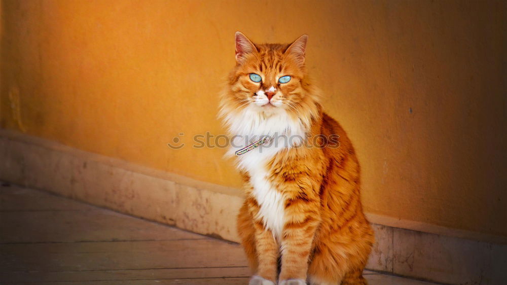 Similar – Image, Stock Photo street cat Summer Village