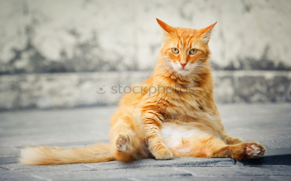 Similar – Image, Stock Photo ” Cat Wash ” Elegant Style