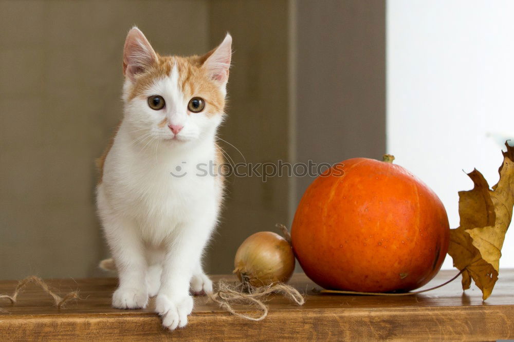 Similar – Image, Stock Photo Cat and pears Food Fruit