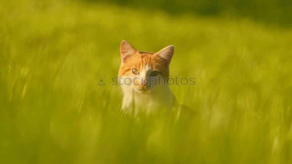 Katze im Gras Wiese