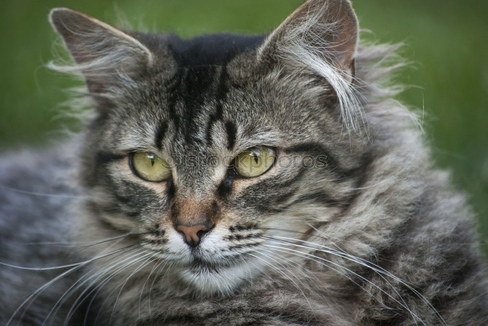 Similar – Young cat playing in the grass…