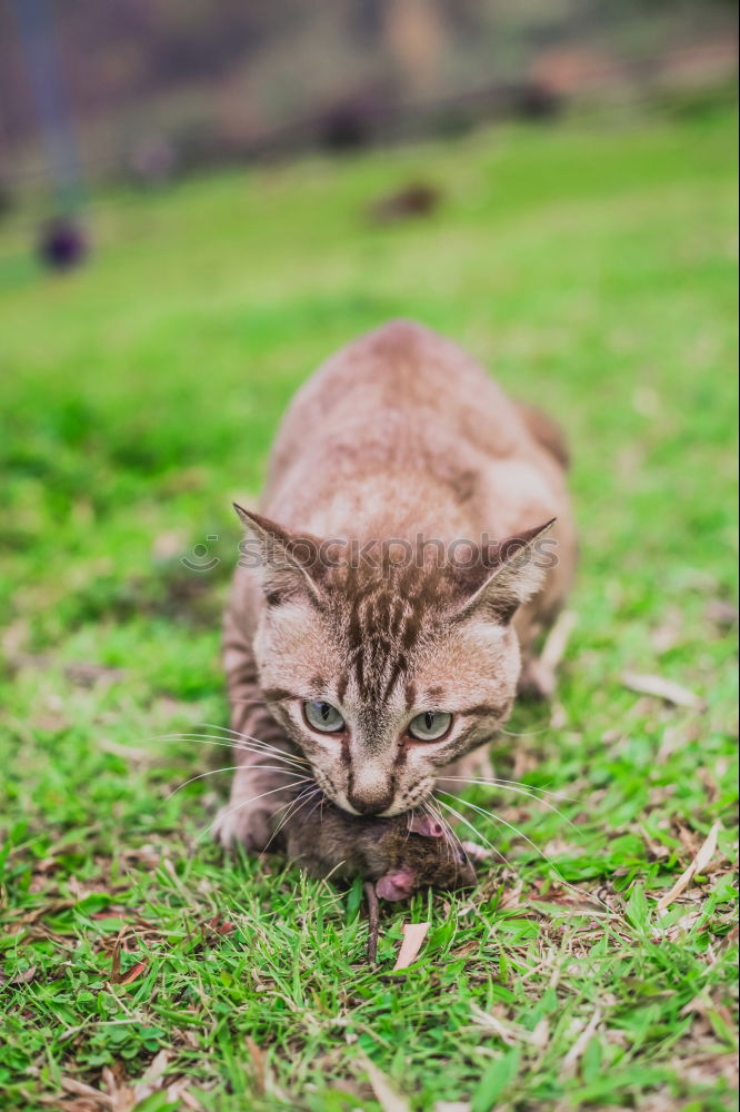 Similar – Young cat playing in the grass…