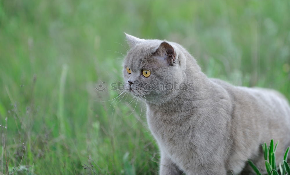 Similar – Image, Stock Photo Encounter with a cat in the grass