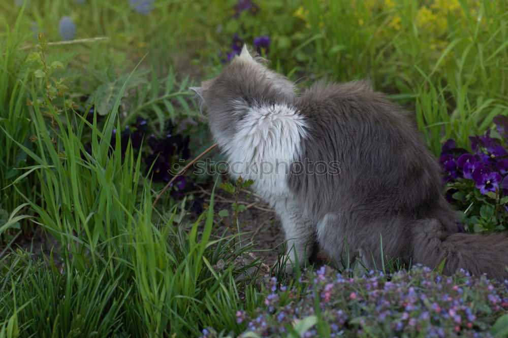 Similar – Image, Stock Photo Cat in Happiness Nature