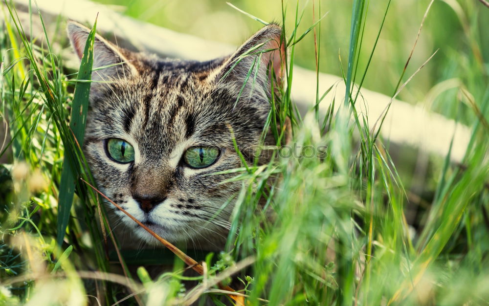 Similar – Image, Stock Photo In the grass sits the cat