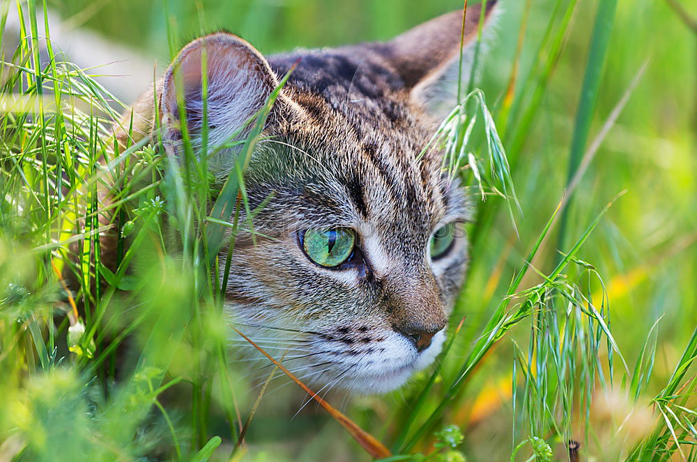 Similar – Image, Stock Photo In the grass sits the cat