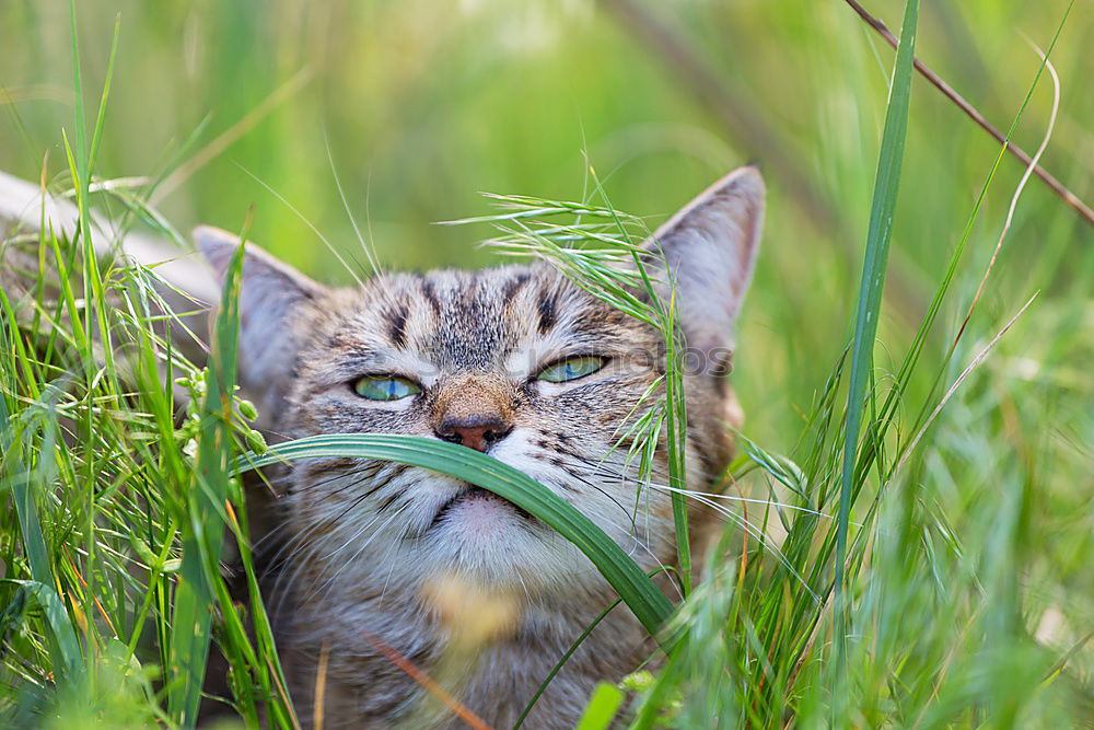 Similar – Image, Stock Photo On the lookout Cat Grass