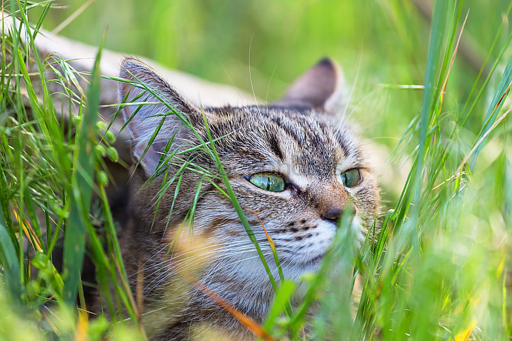 Similar – Image, Stock Photo Outstanding cat head in high grass.