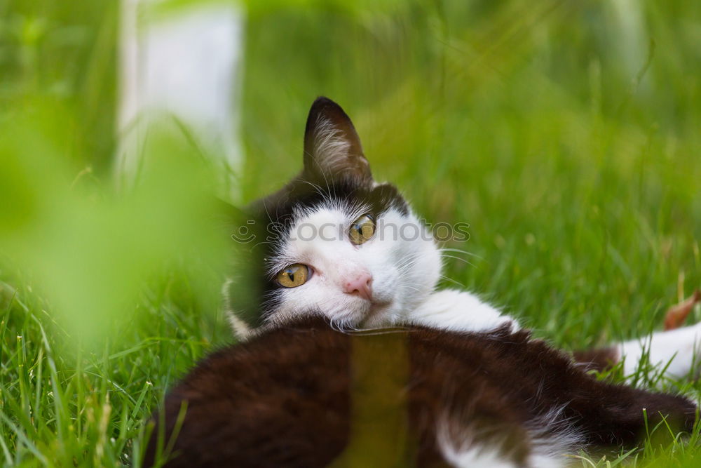 Image, Stock Photo little cat Street Hair Cat