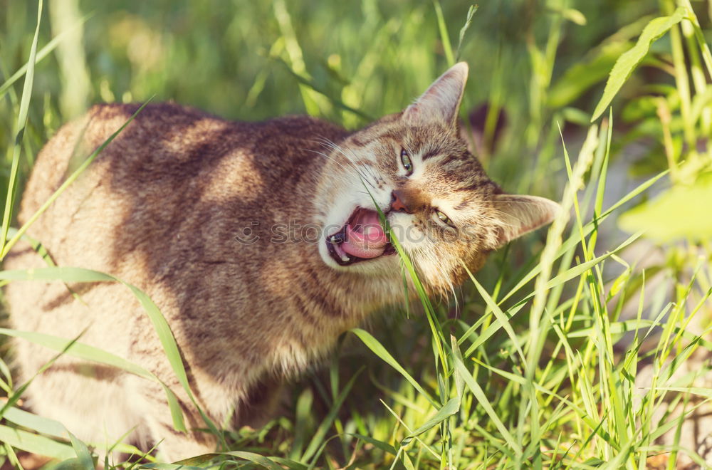 Similar – Image, Stock Photo Cat on Mouse Hunt leaps in maturing covered grass