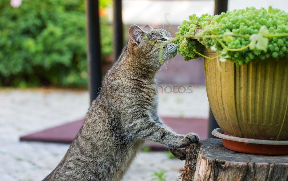 Similar – Image, Stock Photo Cat Lola in the garden