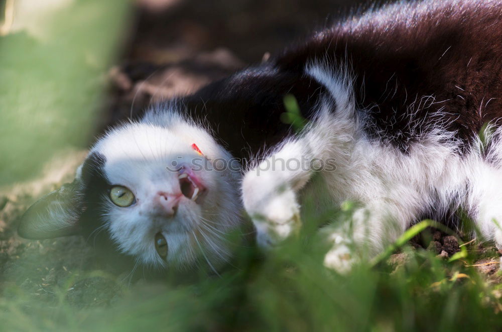 Similar – Image, Stock Photo little cat Street Hair Cat