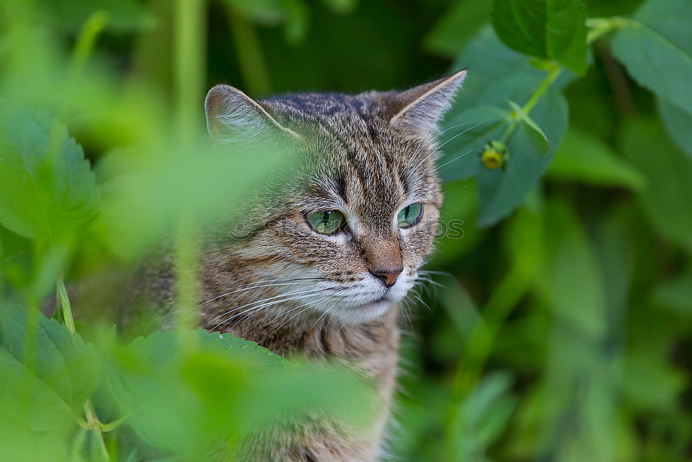 Similar – Image, Stock Photo Outstanding cat head in high grass.