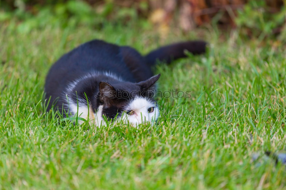 Similar – Image, Stock Photo little cat Street Hair Cat