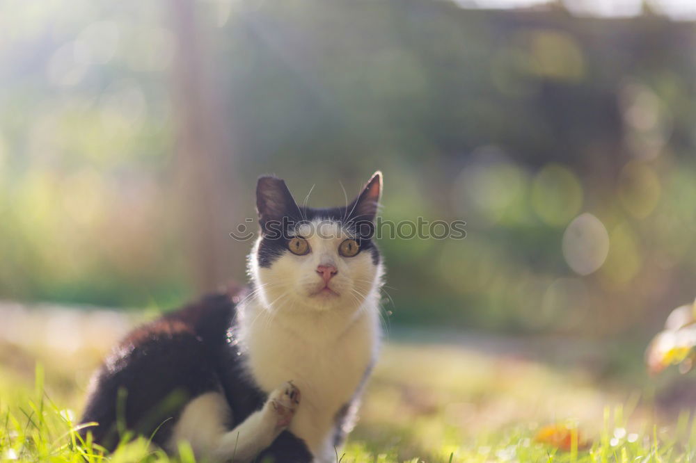 Similar – Image, Stock Photo Cat Lola in the garden