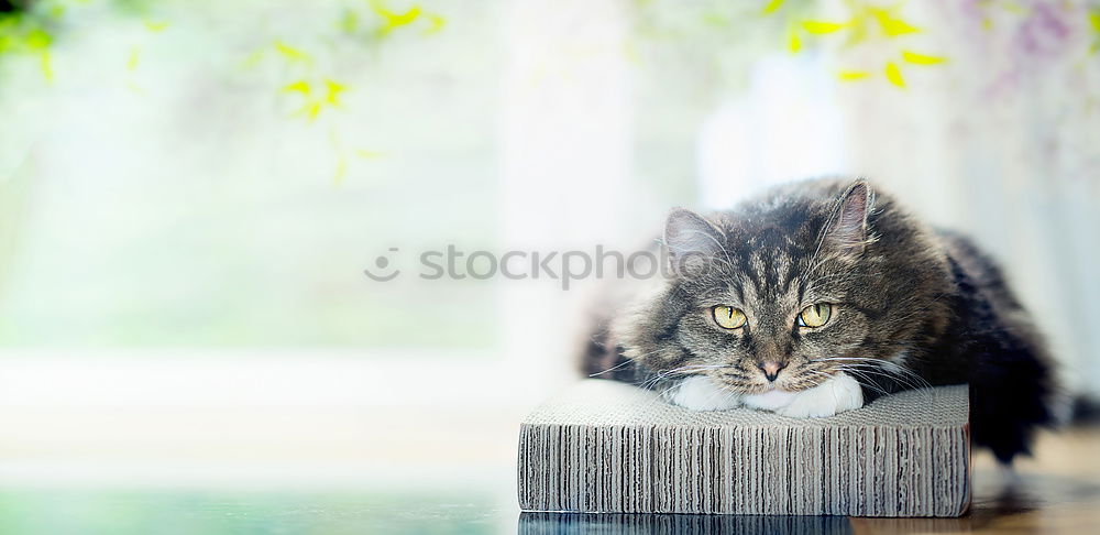 Similar – Image, Stock Photo favourite place