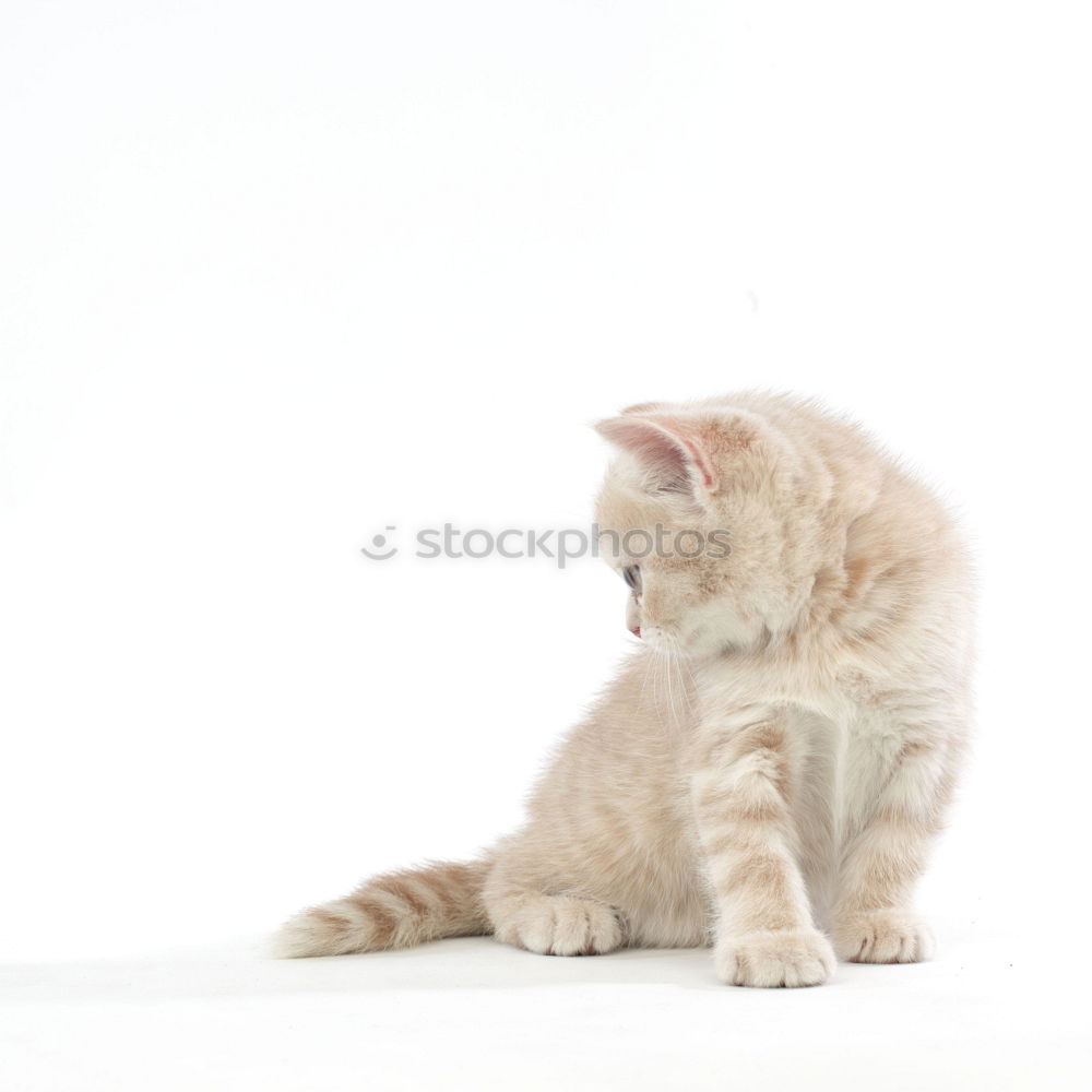 Image, Stock Photo ” Cat Wash ” Elegant Style