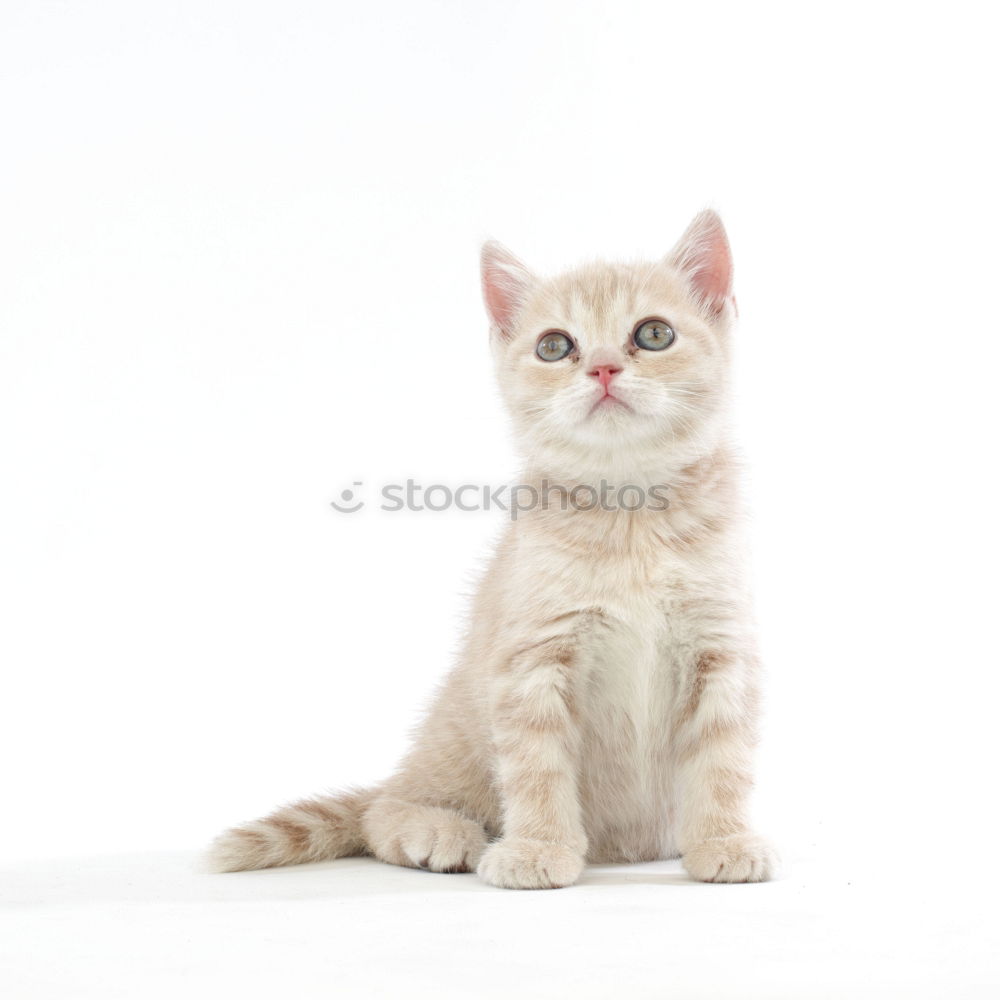 Similar – Image, Stock Photo Time for breakfast! Animal