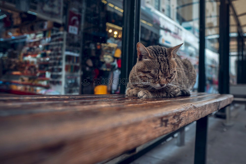 Similar – Image, Stock Photo Cat looking at camera on street