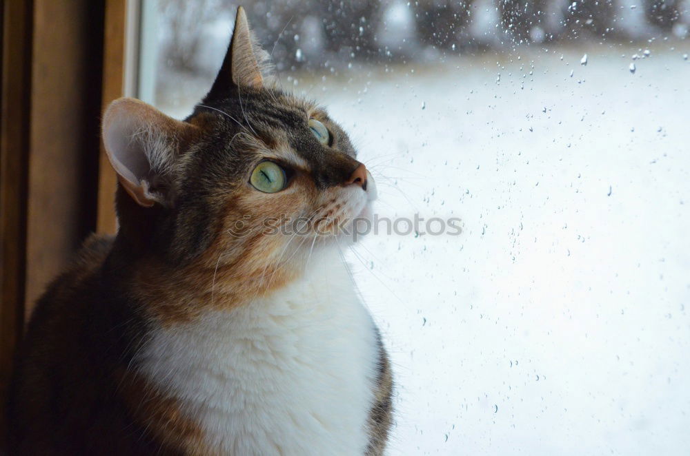 Similar – Image, Stock Photo Day Dream Cat Orange Green