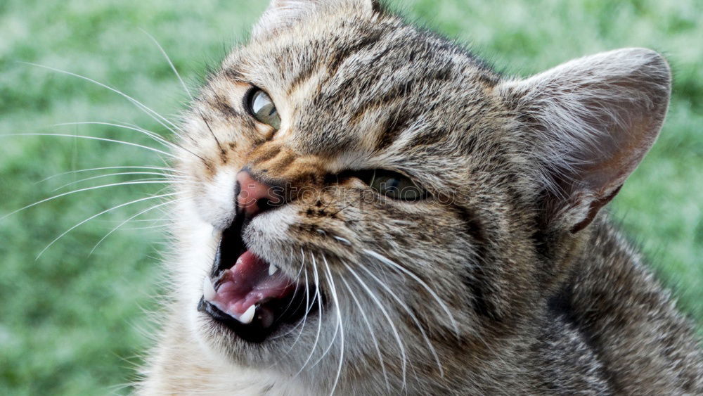 Similar – Image, Stock Photo Cat climbs and hunts on a tree