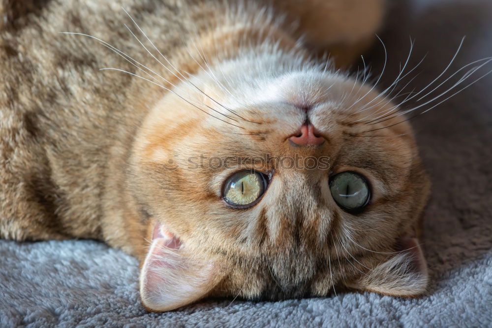 Similar – Image, Stock Photo Funny Cute Cat Portrait