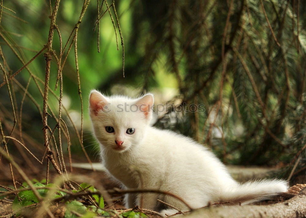 Similar – little cat dozes in hiding