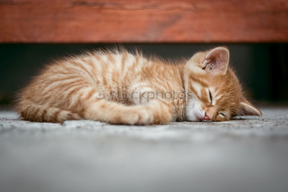 Similar – Image, Stock Photo Come on, scratch me!