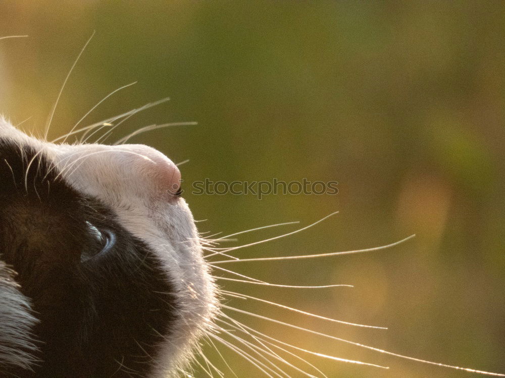 Similar – Foto Bild ein Hase saß im tiefen Gras…