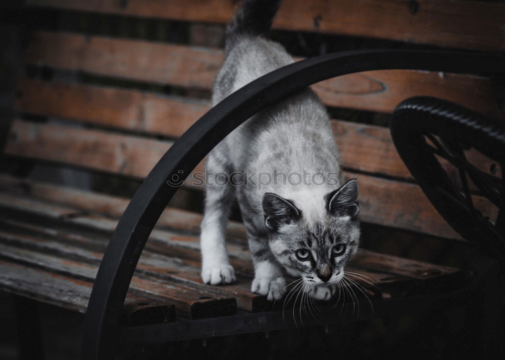 Similar – Image, Stock Photo Cat looking at camera on street