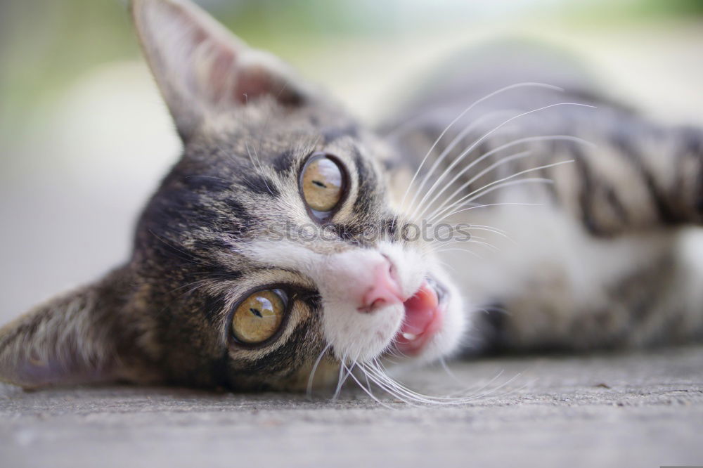 Similar – Image, Stock Photo cuddly hangover Cat