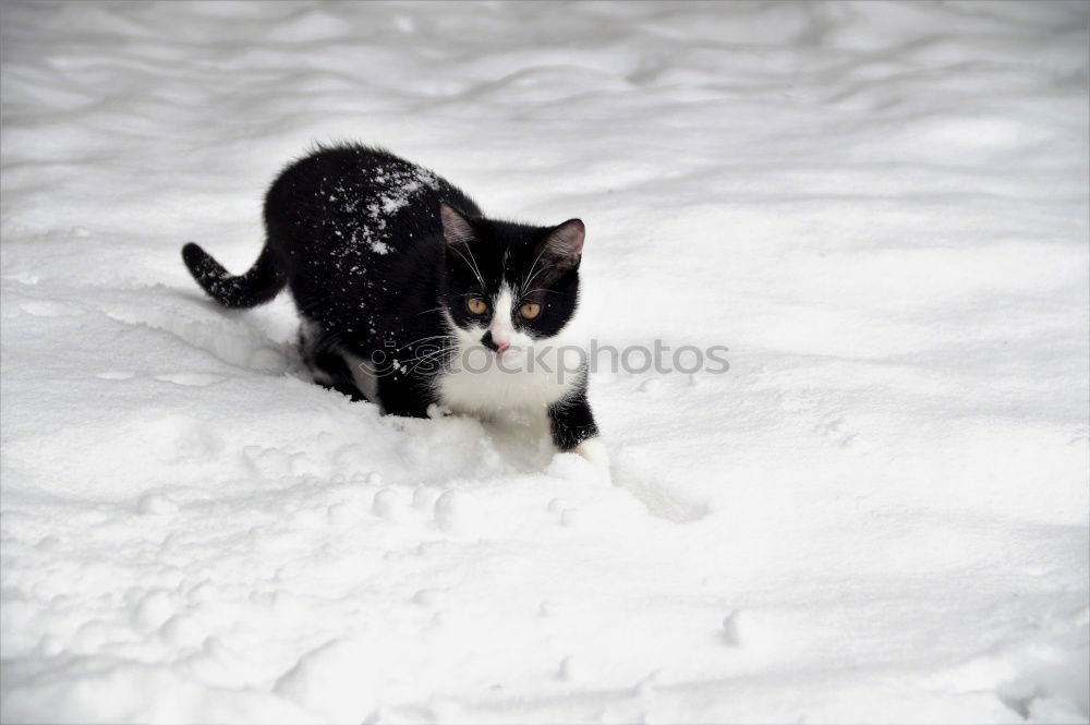 Similar – Image, Stock Photo Meow! Elegant Winter Ice