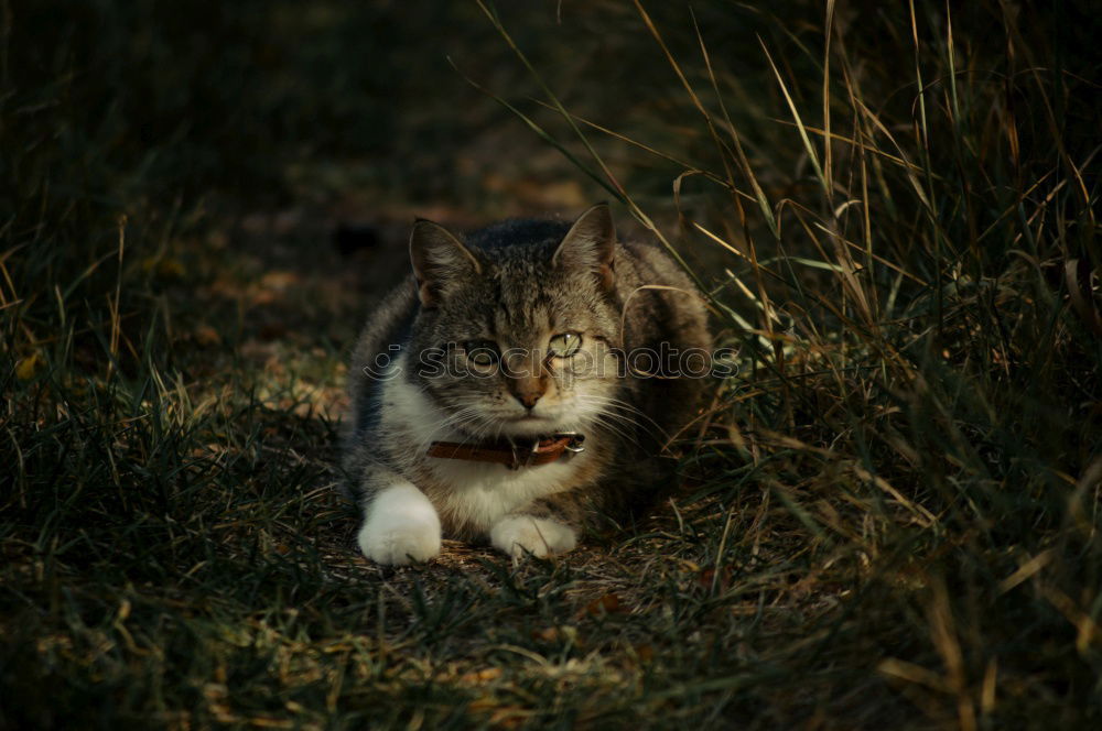 Similar – Image, Stock Photo Cat in the bush Bushes